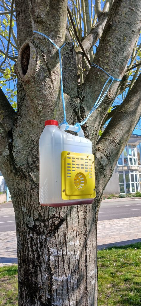 lutte contre les frelons asiatiques à varangéville